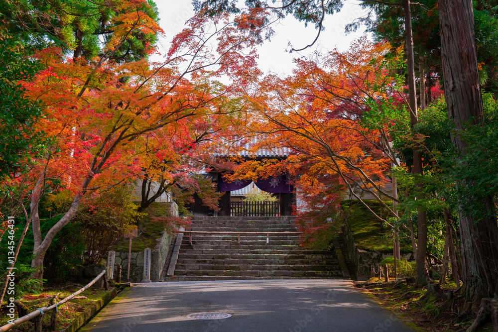 京都　曼殊院の紅葉 