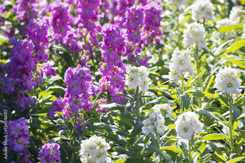 Fototapeta Naklejka Na Ścianę i Meble -  ストックの花
