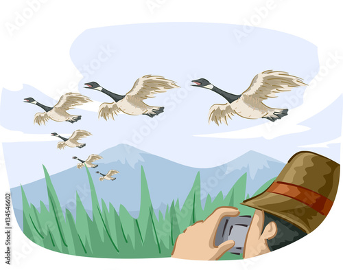 Bird Canadian Geese Migrate...