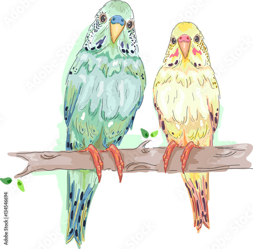 Birds Budgies Couple