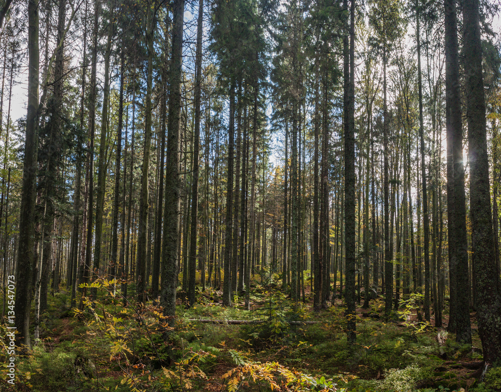 Wald Wald