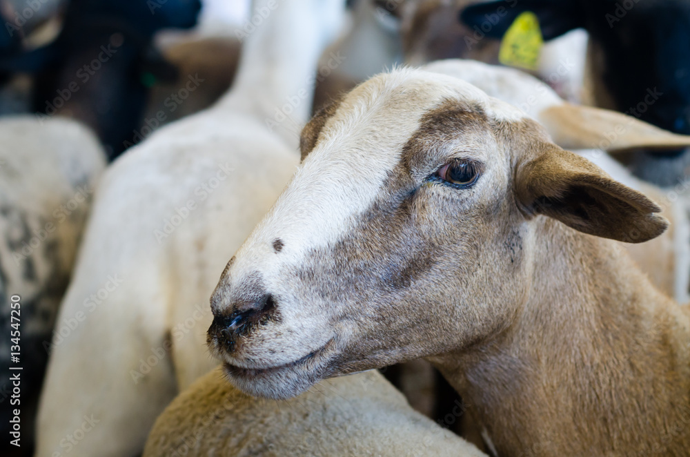 One goat in a group of goats looks forward. One goat in a group of goats looks forward.