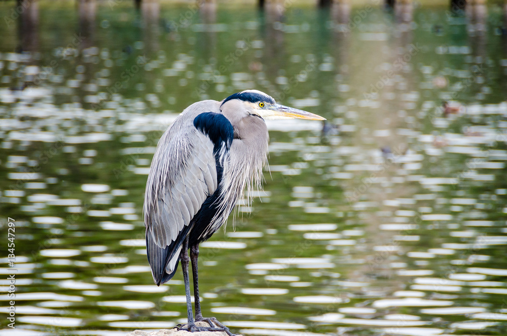 Great blue heron standing on a rock looking over the water. Great blue heron standing on a rock looking over the water.
