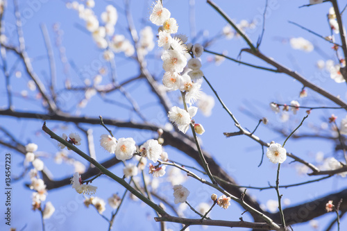 白い梅の花 