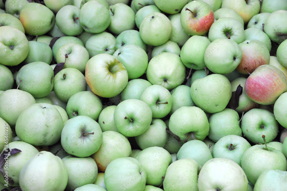 fresh green apples in harvest season fresh green apples in harvest season