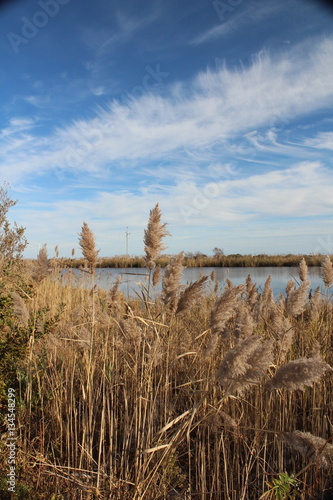 Fototapeta Naklejka Na Ścianę i Meble -  Blue skies and grass at the lake