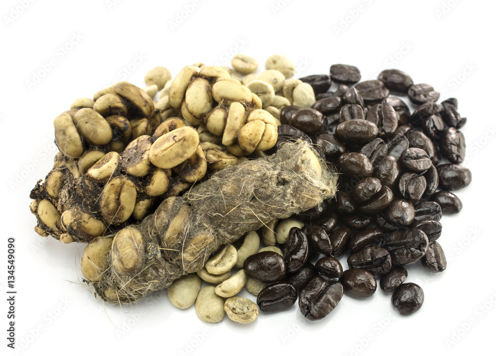 Kopi Luwak or civet coffee isolated on white background Kopi Luwak or civet coffee isolated on white background