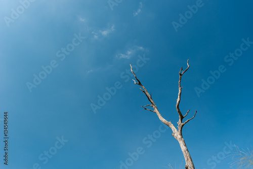 Dead trees and dry blue sky background