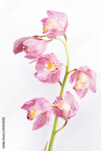 Branch of pink orchid isolated on white background.