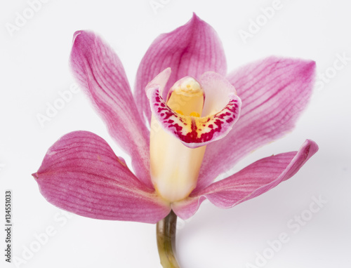 Pink orchid flower isolated against a white background.