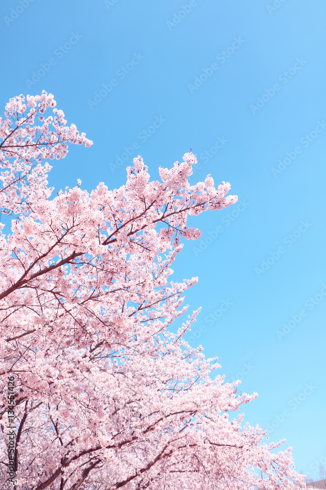 Cherry blossoms in full bloom