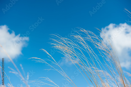 Grass field landscape in nature  with blue sky