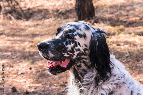 Hunting dogs. English Setter. Siberia, Russia