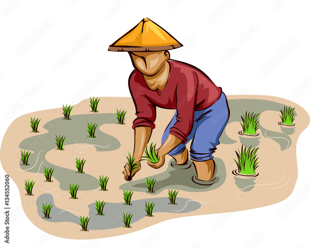 Man Farmer Rice Planting Stock Vector | Adobe Stock