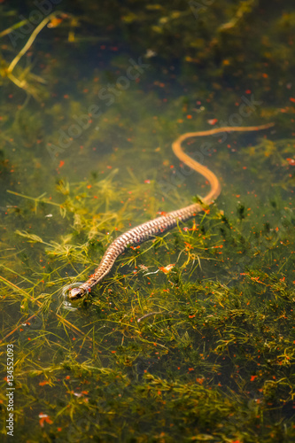 Water Snake photo