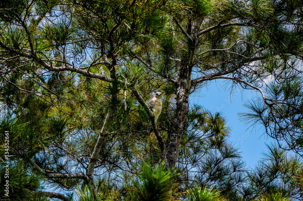 Obraz premium hawk in a tree