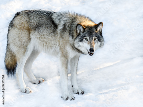 Grey or Gray Wolf in Winter © FotoRequest