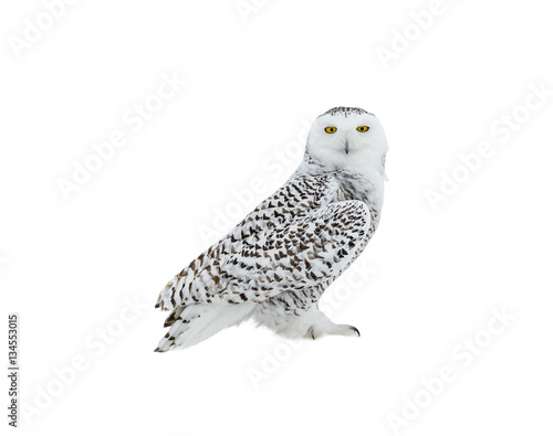 Snowy Owl Portrait on White Background, Isolated