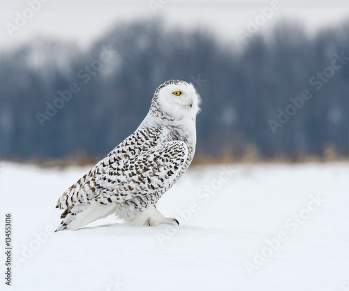 Snowy Owl Sitting on Snow Portrait