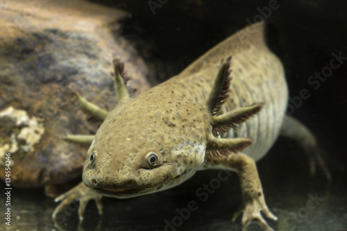 Axolotl in a natural color from rocks.