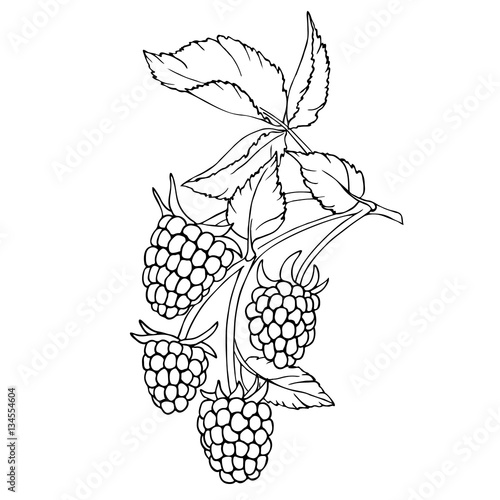 vector monochrome contour illustration of raspberry berries and leaves