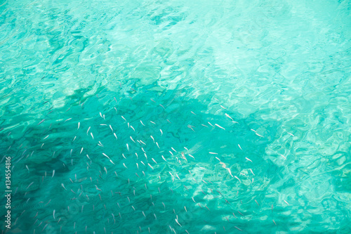 Fish in the sea. © smallredgirl
