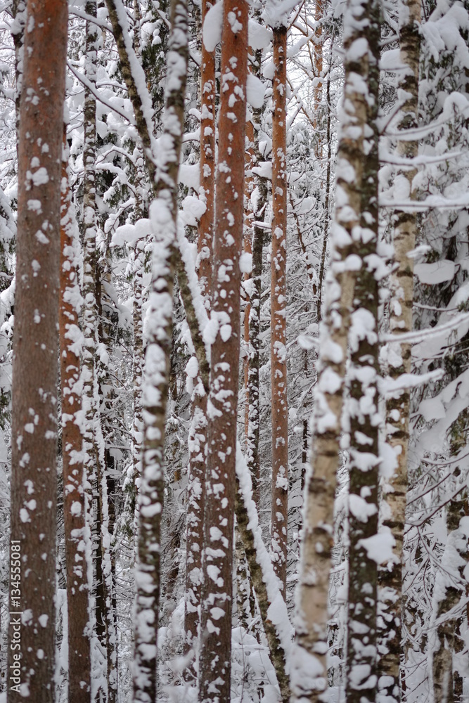 Obraz premium Pines in January Winter forest - trees in snow