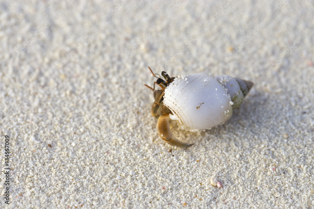 Cancer hermit crab peeking out of its shell house. Cancer hermit crab peeking out of its shell house.