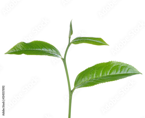 green tea leaf isolated on white background