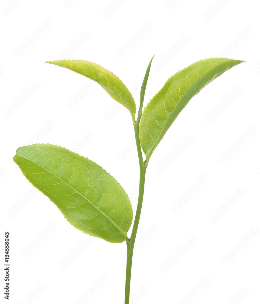 green tea leaf isolated on white background green tea leaf isolated on white background