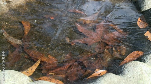 Leaves Frozen in Puddle Ice photo