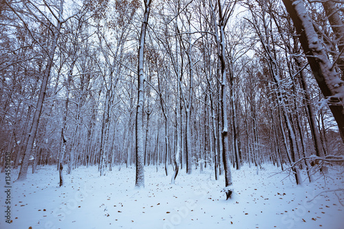 Winter forest with trees covered snow. Nature photo