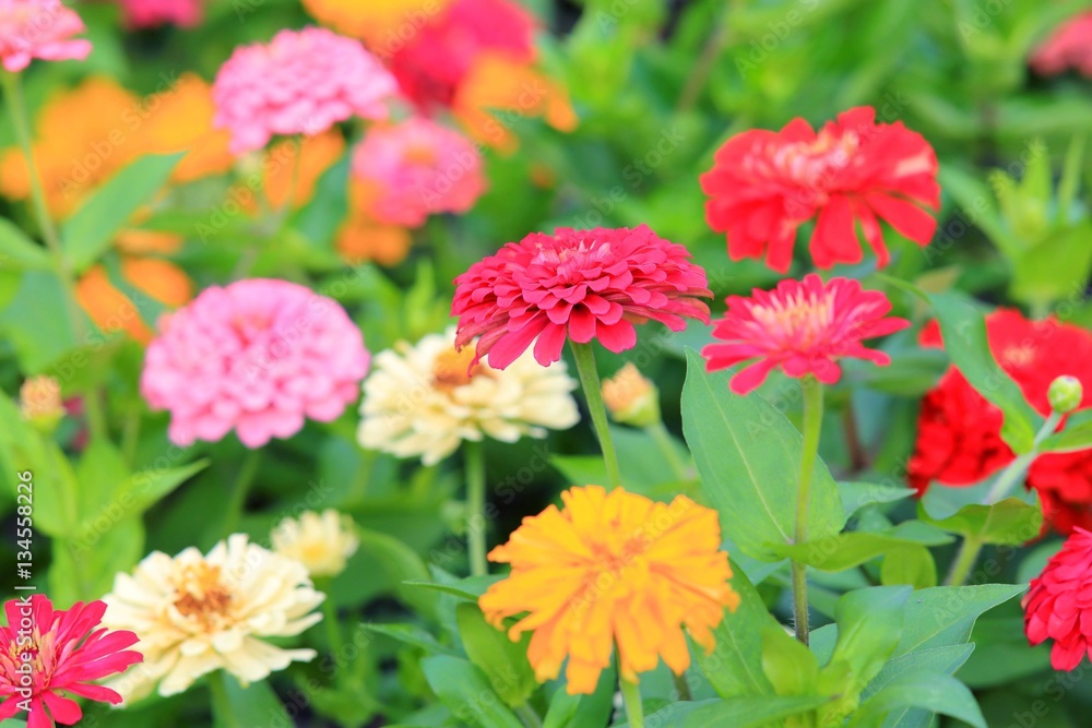 Flower in the garden. Flower in the garden.