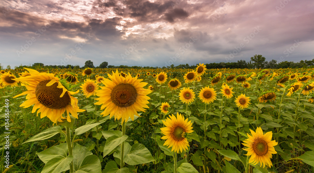 Fototapeta premium Sunflowers in rural field, profiled on stormy sky with clouds