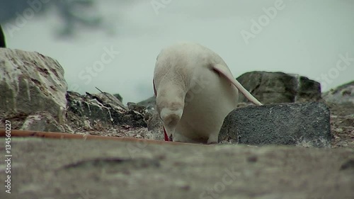 Albino gentoo penguin photo