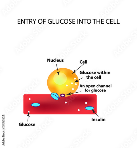 The absorption of glucose by the cell. Increase and decrease blood sugar. Insulin. Infographics. Vector illustration on isolated background
