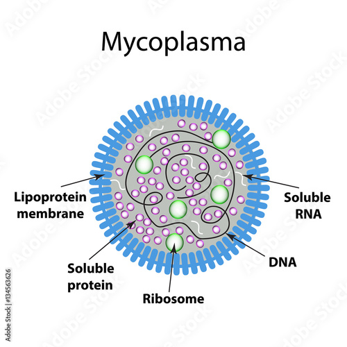The structure of the mycoplasma. Infographics. Vector illustration on isolated background
