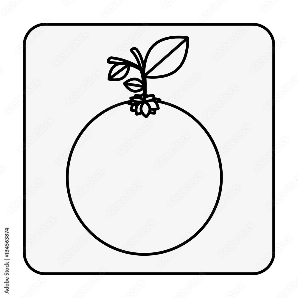 monochrome contour square with orange fruit vector illustration