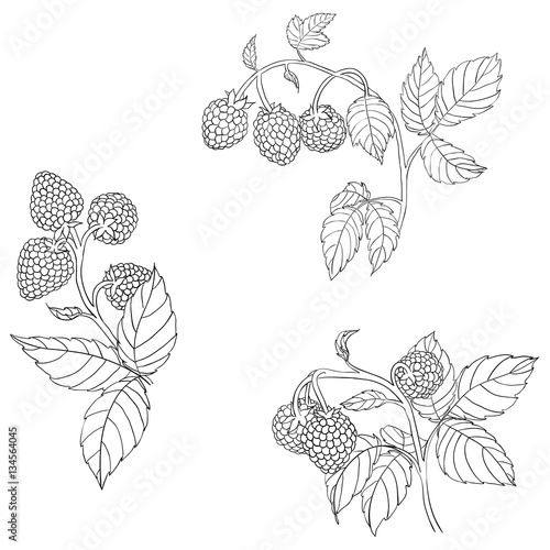branches of raspberry