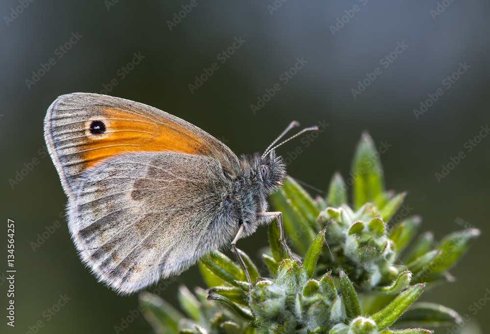 Obraz premium butterfly, a picture it is made in the field, in a native habitat