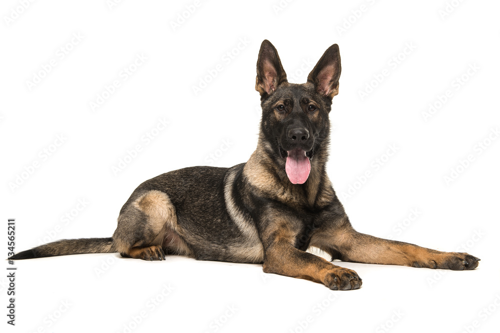 German shepherd lying on the floor seen from the side with tongue sticking out facing the camera isolated on a white background