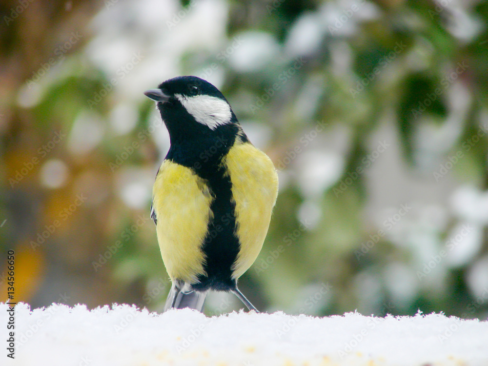 Obraz premium titmouse on a snowy table in the winter