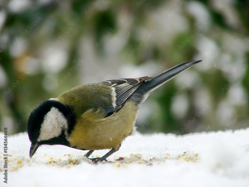 Obraz premium titmouse on a snowy table in the winter