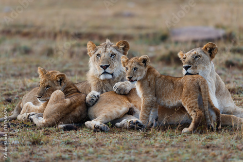 Double Cross Lioness with some cubs in Masai Mara