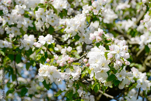 apple blossom in orchard