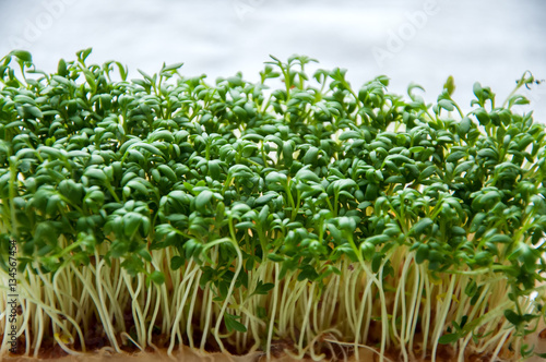 Watercress or kaiware sprout in a container