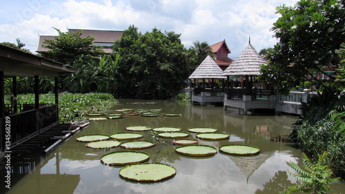 Lago del tempio in thailandia - ninfee enormi photo