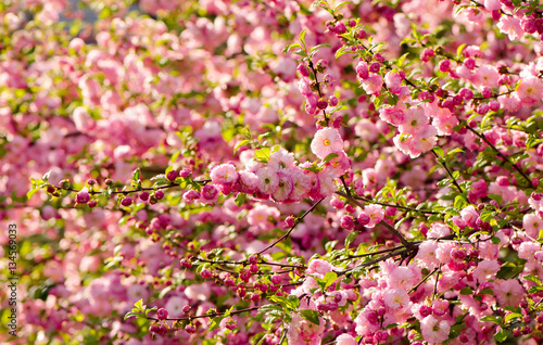 Prunus triloba blossoms.
