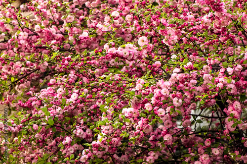Prunus triloba blossoms.