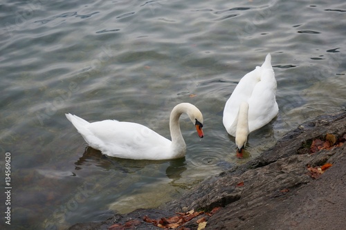 White swan on the Hallstatt lake